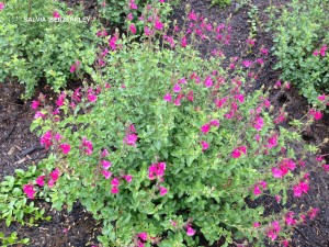 Salvia 'Bererkley' - blooming